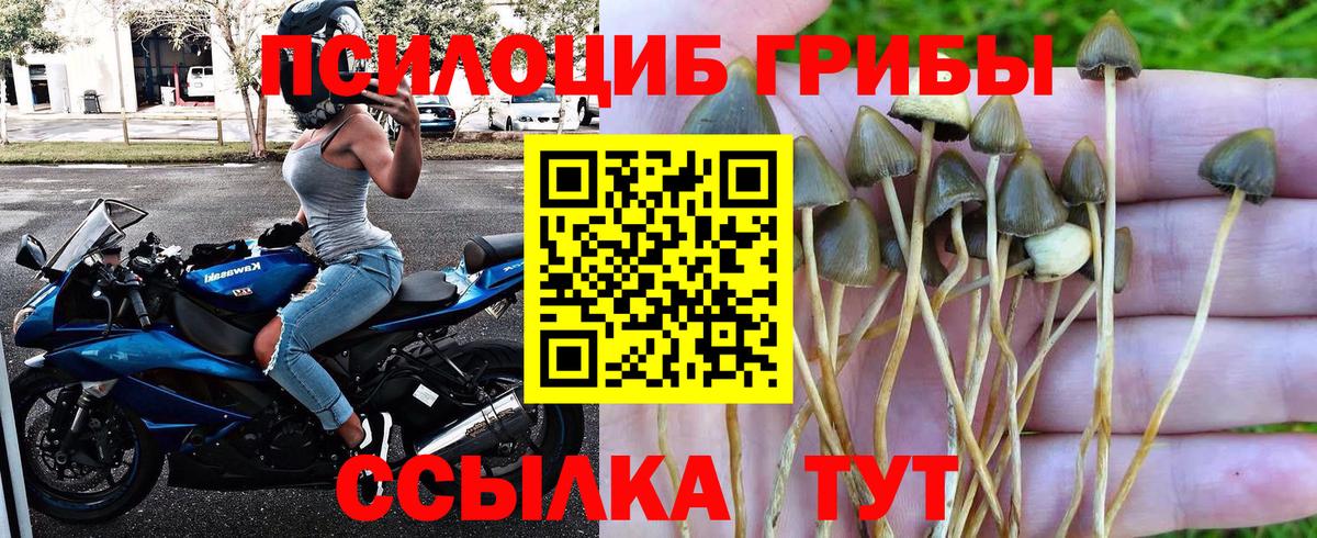 Краснодар  Псилоцибиновые грибы GOLDEN TEACHER  Вход с VPN 
