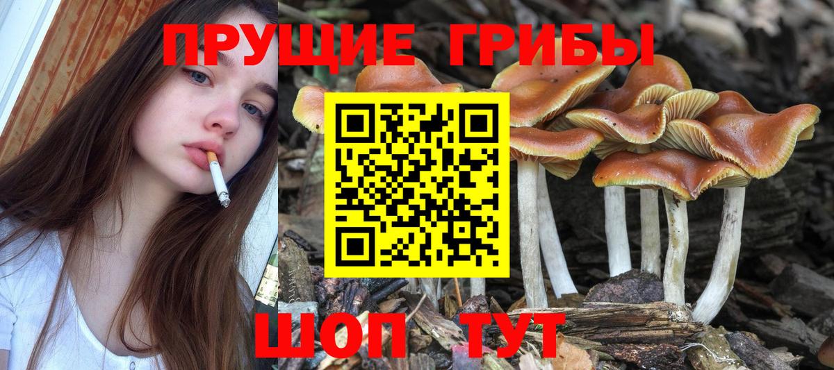 Галлюциногенные грибы прущие грибы Краснодар